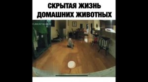 Смешные котики. Часть 1