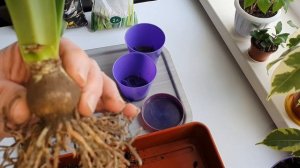 Пересадка комнатных цветов. Гиппеаструм пересадка.