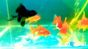 Золотые рыбки оранда телескоп риукин