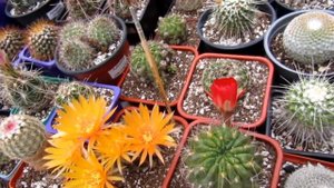 Lobivia hertrichiana и Lobivia chrysantha.