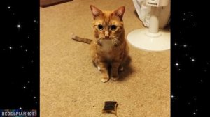 Что Делать, Если Кошка Принесла Вам Дохлую Мышь? ¤ НЕОБЫЧАЙНОЕ