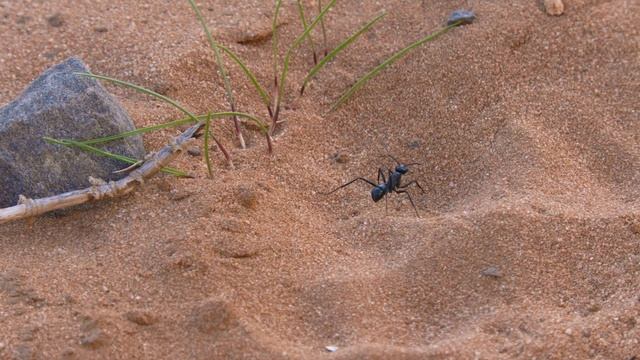 Panasonic HC-X1500 4K Test смотреть онлайн