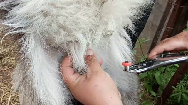 Бескровный способ кастрации козликов быстрый и безболезненый смотреть онлайн
