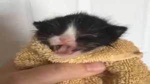 Котёнок Мяукает оригинал