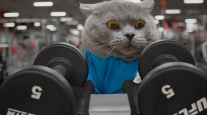 Aaron's Animals - Pet Peeves Gym Edition