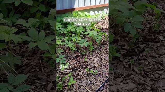 Сорняк сныть на участке. Часть 2_ Методы борьбы.