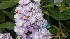 Сирень обыкновенная Максимович (syringa vulgaris) ? обзор: как сажать, саженцы сирени Максимович