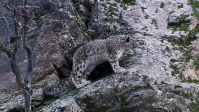 ТОП 5 Животных – Скалолазов смотреть онлайн