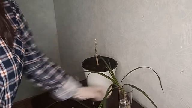 Размножение драцены. Обрезка. смотреть онлайн