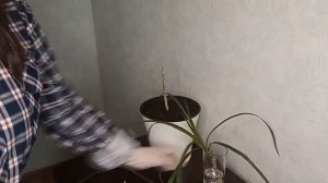 Размножение драцены. Обрезка.