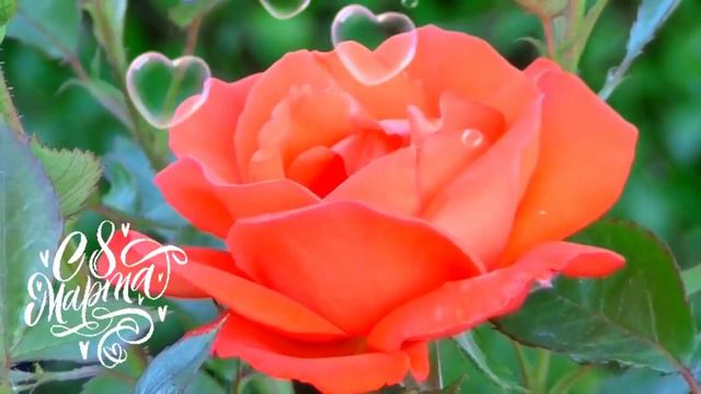 Поздравление Свете с 8 Марта смотреть онлайн