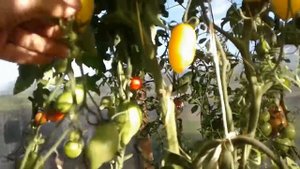 Томат ЗОЛОТОЙ ЛИМОН. Суперурожайный.Ярославская область.