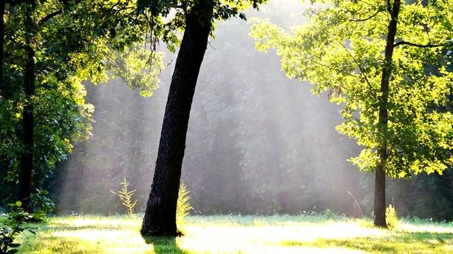 Красивая Музыка Для релаксации и разгрузки от стресса №1 смотреть онлайн