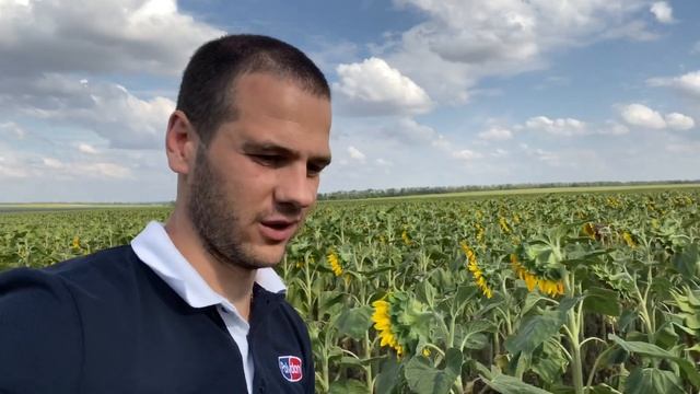 Подсолнечник ЛЕ25 и Ризопус... или??? смотреть онлайн