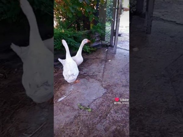 Вот Так Начинается Наше Утро.