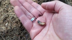 Бронзовка металлическая Protaetia (Protosia) Metallica