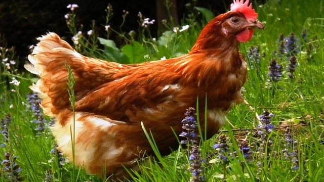 Как говорят животные. Развивающее видео для самых маленьких