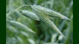 Овес посевной.