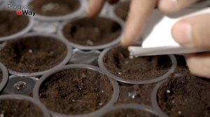 Как Вырастить Лавровый Лист Самостоятельно На Подоконнике!