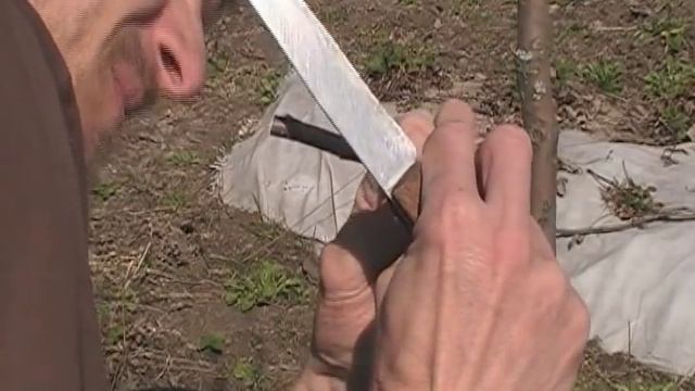 Прививка яблони 2 смотреть онлайн