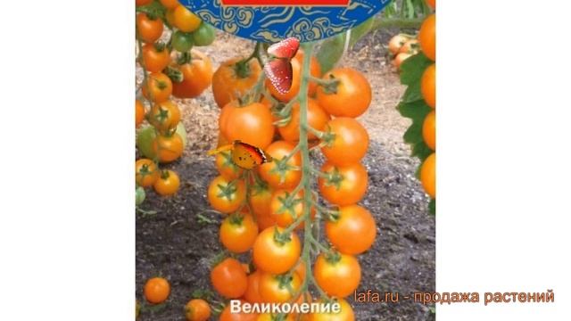 Томат обыкновенный Волшебная арфа F1 ? обзор: как сажать, семена томата Волшебная арфа F1 смотреть онлайн