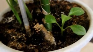 ДИФФЕНБАХИЯ УХОД В ДОМАШНИХ УСЛОВИЯХ Dieffenbachia