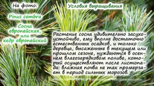 Сосна – посадка и уход, условия выращивания, пересадка – подробная информация