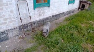 Собаки. Сторожевая немецкая порода собак - средний - Миттельшнауцер. Две чистокровные суки.