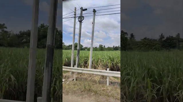 sugar cane farm, libingao ormoc city