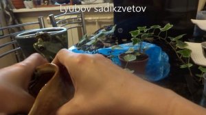 Комнатные цветы/растения. Новички плющи. Посадка в кашпо. Композиция с лягушками.