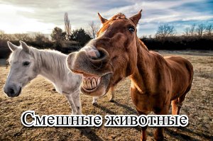 Смешные животные!!!Приколы с животными!!!