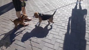 Собачки играют