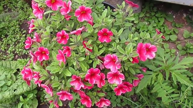 красавица Калибрахоа.07.07.2019 смотреть онлайн