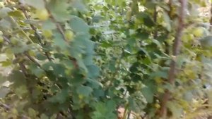 Крыжовник. Три недели после обработки от гусениц.