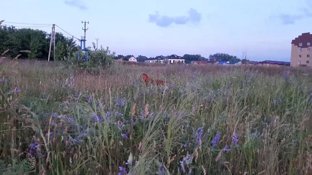 Вечерняя прогулка под песню соловья смотреть онлайн