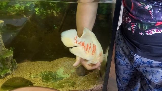 Когда приручил злобную рыбку смотреть онлайн