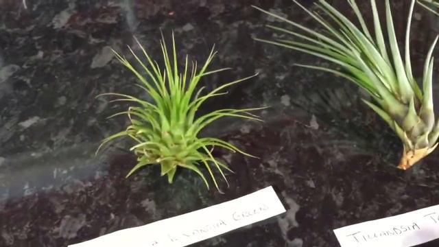 2 June 2019 My New Air Plants смотреть онлайн