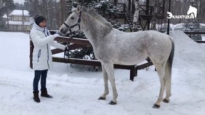 Выбор лошади для конных пробегов. Онлайн школа и лагерь Эклектика