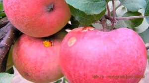 Яблоня обыкновенная Аркад розовый (malus) ? обзор: как сажать, саженцы яблони Аркад розовый