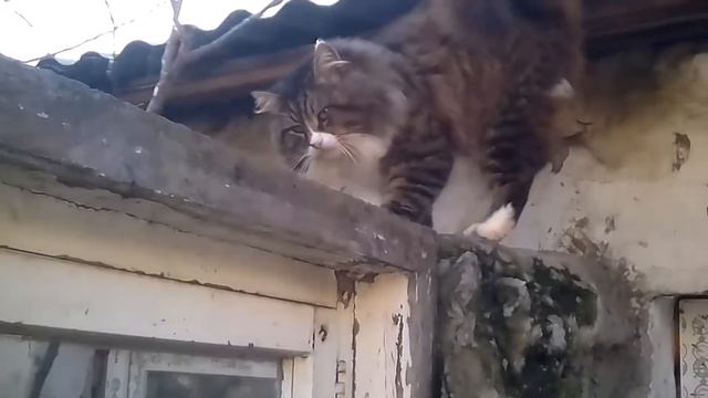 Кошачьи серенады. -Коты и Кошечки- Миу - мяу!