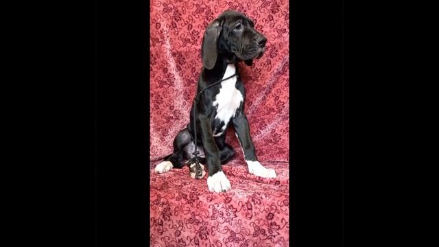 Принцесса подросла (2,5 месяца) смотреть онлайн