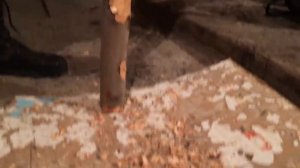 Щепа за 2 минуты из Ольхи.