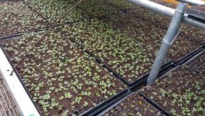 Рассада 2015 год. Капуста в кассетах. 512 ячеек.