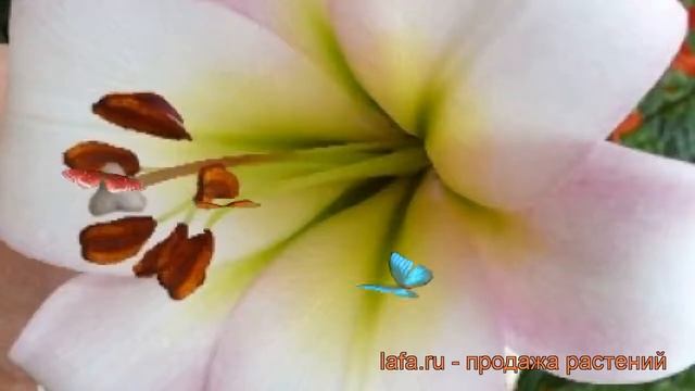 Лилия от-гибрид Истерн Мун ? обзор: как сажать, луковицы лилии Истерн Мун смотреть онлайн