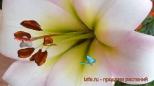 Лилия от-гибрид Истерн Мун ? обзор: как сажать, луковицы лилии Истерн Мун