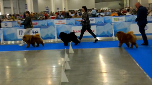 Чау чау сравнение на ЛК смотреть онлайн