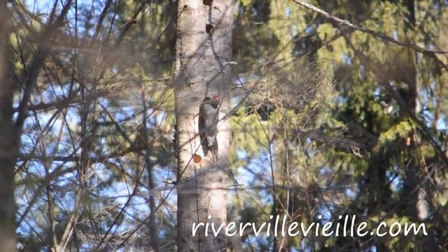 черный дятел, желна смотреть онлайн