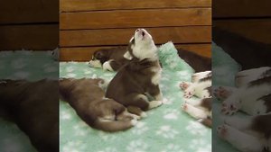 Щенок хаски учится выть