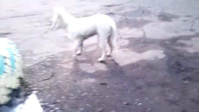 Щенок зовут песец смотреть онлайн