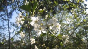 Сельское Утро. Цветёт Вишня. Апрель (Spring. Morning. Cherry)